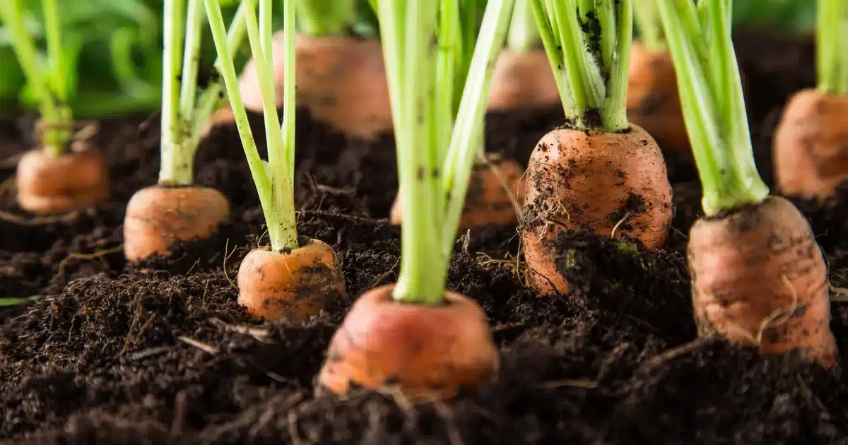 Cultiver des carottes dans des tubes de papier toilette présente des avantages inattendus