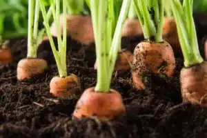 Cultiver des carottes dans des tubes de papier toilette présente des avantages inattendus